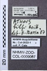 Etiketten zu Athous hilfi (NHMW-ZOO-COL-0009007)